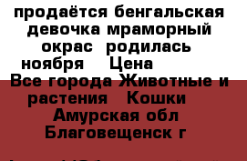 продаётся бенгальская девочка(мраморный окрас).родилась 5ноября, › Цена ­ 8 000 - Все города Животные и растения » Кошки   . Амурская обл.,Благовещенск г.